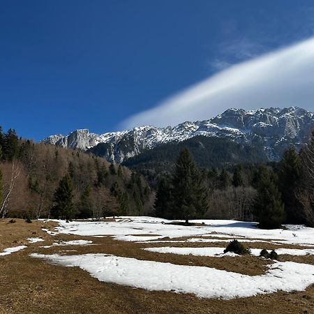 Pensiunea Aliart Zarnesti Exterior foto