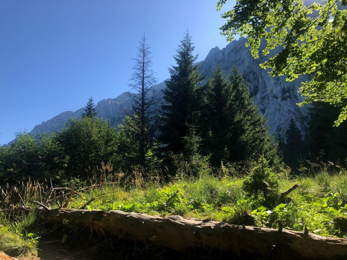 Pensiunea Aliart Zarnesti Exterior foto