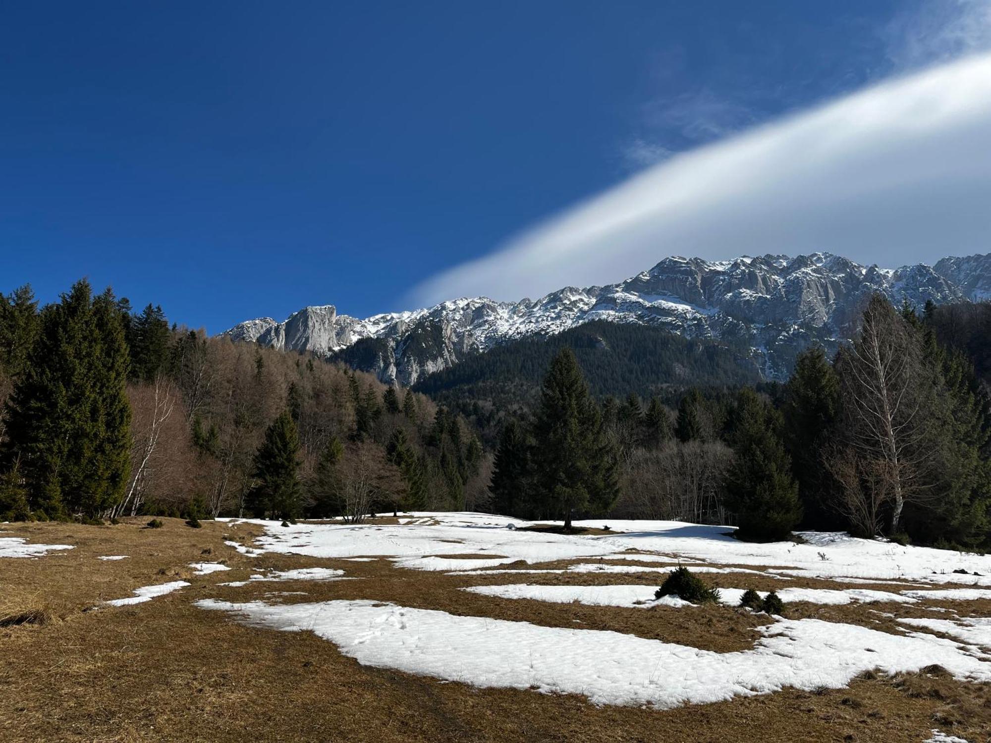 Pensiunea Aliart Zarnesti Exterior foto